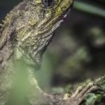 Tuatara (Sphenodon punctatus) at Zealandia, Wellington. <a href="https://www.instagram.com/joelknightnz/">© Joel Knight</a>