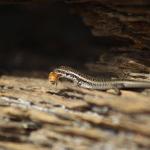 Western Grand Skink. <a href="https://www.instagram.com/joelknightnz/">© Joel Knight</a> 