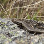 Western Grand Skink. <a href="https://www.instagram.com/joelknightnz/">© Joel Knight</a> 