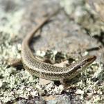 Western Grand Skink. <a href="https://www.instagram.com/joelknightnz/">© Joel Knight</a> 