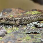 Western Grand Skink. <a href="https://www.instagram.com/joelknightnz/">© Joel Knight</a> 