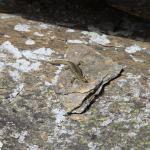 Western Grand Skink. <a href="https://www.instagram.com/joelknightnz/">© Joel Knight</a> 