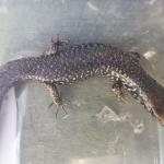 Whitaker's skink (Ngā Manu Nature Reserve). <a href="https://www.instagram.com/joelknightnz/">© Joel Knight</a>