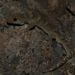 Black-eyed gecko (Kaikōura). <a href="https://www.instagram.com/benweatherley.nz/?hl=en">© Ben Weatherley</a>