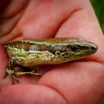 Chatham's skink handled during biosecurity work (Pitt Island). <a href="https://www.instagram.com/central_southern_adventures/">© Mark Hansen</a>