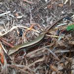 Chatham's skink (Pitt Island). <a href="https://www.instagram.com/central_southern_adventures/">© Mark Hansen</a>