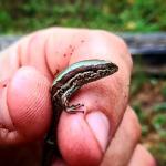 Chatham's skink handled during biosecurity work (Pitt Island). <a href="https://www.instagram.com/central_southern_adventures/">© Mark Hansen</a>