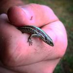 Chatham's skink handled during biosecurity work (Pitt Island). <a href="https://www.instagram.com/central_southern_adventures/">© Mark Hansen</a>