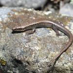 A juvenile Lakes skink basking (Mackenzie Basin, Canterbury). <a href="https://www.instagram.com/benweatherley.nz/?hl=en">© Ben Weatherley</a>