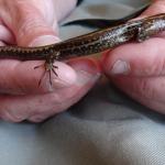 Hokitika skink right lateral surface (Hokitika, West Coast). © Les Moran 