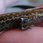 Hokitika skink right lateral surface (Hokitika, West Coast). © Les Moran 