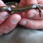 Hokitika skink left lateral surface (Hokitika, West Coast). © Les Moran 