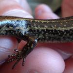 Hokitika skink left lateral surface (Hokitika, West Coast). © Les Moran 