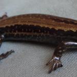 Hokitika skink left lateral surface (Hokitika, West Coast). © Les Moran 