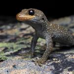 Hura te ao gecko (northern Otago). <a href="https://www.instagram.com/samuelpurdiewildlife/">© Samuel Purdie</a>