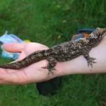 Large gravid female northern Duvaucel's gecko (Motuora Island, North Auckland). <a href="https://www.instagram.com/nickharker.nz/">© Nick Harker</a>