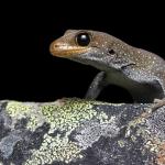 Hura te ao gecko (northern Otago). <a href="https://www.instagram.com/samuelpurdiewildlife/">© Samuel Purdie</a>