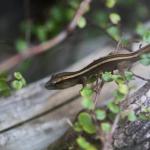 Juvenile goldstripe gecko. <a href="https://www.instagram.com/joelknightnz/">© Joel Knight</a>