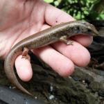 A 50+ year old captive Whitaker's skink. <a href="https://www.instagram.com/joelknightnz/">© Joel Knight</a>