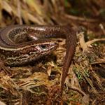 Crenulate skink (Pureora, Waikato). <a href="https://www.instagram.com/tim.harker.nz/?hl=en">© Tim Harker</a>