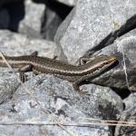 Roamatimati skink (Lake Coleridge, Canterbury). <a href="https://www.instagram.com/benweatherley.nz/?hl=en">© Ben Weatherley</a>