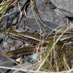 A group of Canterbury spotted skinks communally basking (Canterbury high country). <a href="https://www.instagram.com/benweatherley.nz/?hl=en">© Ben Weatherley</a>