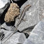 Roamatimati skink (Lake Coleridge, Canterbury). <a href="https://www.instagram.com/benweatherley.nz/?hl=en">© Ben Weatherley</a>