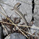 Roamatimati skink (Lake Coleridge, Canterbury). <a href="https://www.instagram.com/benweatherley.nz/?hl=en">© Ben Weatherley</a>