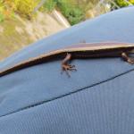 Striped skink captured for identification on farmland (Taranaki) ©Michael Johnston