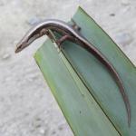 Striped skink captured for identification on farmland (Taranaki)  ©Michael Johnston