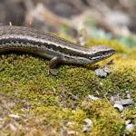 Canterbury grass skink (Selwyn, Canterbury). <a href="https://www.instagram.com/benweatherley.nz/?hl=en">© Ben Weatherley</a>