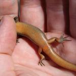 Tātahi skink. <a href="https://www.instagram.com/nickharker.nz/">© Nick Harker</a>