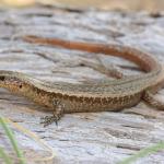 Tātahi skink. <a href="https://www.instagram.com/nickharker.nz/">© Nick Harker</a>