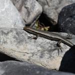 Roamatimati skink (Lake Tekapo, Canterbury). <a href="https://www.instagram.com/benweatherley.nz/?hl=en">© Ben Weatherley</a>