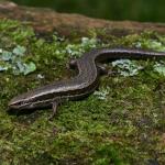 Canterbury grass skink (Darfield, Canterbury). <a href="https://www.instagram.com/benweatherley.nz/?hl=en">© Ben Weatherley</a>