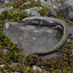 Canterbury spotted skink basking amongst boulderfield habitat (Canterbury high country). <a href="https://www.instagram.com/benweatherley.nz/?hl=en">© Ben Weatherley</a>