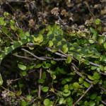 Rough gecko (Kaikoura). <a href="https://www.instagram.com/benweatherley.nz/?hl=en">© Ben Weatherley</a>