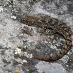 Waitaha gecko (Port Hills). <a href="https://www.instagram.com/benweatherley.nz/?hl=en">© Ben Weatherley</a>