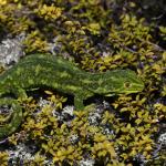 West Coast green gecko (Denniston Plateau, West Coast). <a href="https://www.instagram.com/benweatherley.nz/?hl=en">© Ben Weatherley</a>