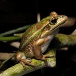 Green and Golden Bell Frog. <a href="https://www.instagram.com/joelknightnz/">© Joel Knight</a>