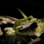 Green and Golden Bell Frog. <a href="https://www.instagram.com/joelknightnz/">© Joel Knight</a>