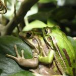 Green and Golden Bell Frog. <a href="https://www.instagram.com/joelknightnz/">© Joel Knight</a>