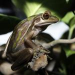 Green and Golden Bell Frog. <a href="https://www.instagram.com/joelknightnz/">© Joel Knight</a>