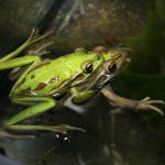 Green and Golden Bell Frog in amplexus mating © Joel Knight