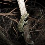 Ngahere gecko (Wellington) © Joel Knight