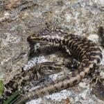 Otago skink (Western Form) <a href="https://www.instagram.com/joelknightnz/">© Joel Knight</a>