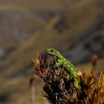 Jewelled Gecko North Otago © Joel Knight