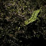 Jewelled Gecko Central Otago © Joel Knight