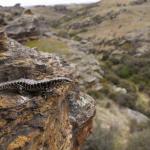 Otago skink (Western Form) <a href="https://www.instagram.com/joelknightnz/">© Joel Knight</a>