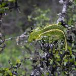 Jewelled Gecko (Otago) <a href="https://www.instagram.com/joelknightnz/">© Joel Knight</a>